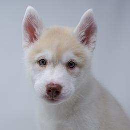 Cooper - Fully Health Tested Parents - Red and white male Siberian Husky puppy in Los Angeles, California from Limitless Huskies
