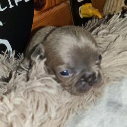 Abigail - Blue female French Bulldog puppy in Camden, Michigan from Valley of the Blue Dogs