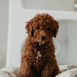 Goldendoodle Puppies from Real Doodles of OC