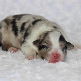 Savage - Blue merle male Australian Shepherd puppy in Circleville, Utah from Canyon Creek Aussies