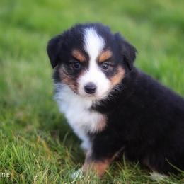 Miniature American Shepherd Puppies from Casita Miniature American Shepherds