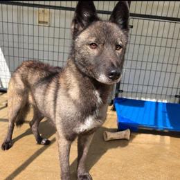 Mystic - Siberian Husky