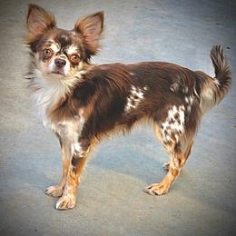 Gizmo - Merle male Chihuahua puppy in Newport Beach, California from Exotic City Pomeranians and chihuahuas