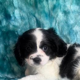 Puppy cakes - Black and white male Cavapoo puppy in Knoxville, Tennessee from Rocky Top Cavapoos