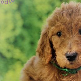Buttercup - Apricot Goldendoodle puppy in Greer, South Carolina from South Paw Doodles