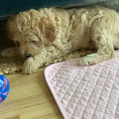 Double Doodle Puppies from Riverside Doodles in Seattle (double doodles)