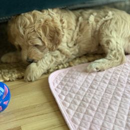 Double Doodle Puppies from Riverside Doodles in Seattle (double doodles)