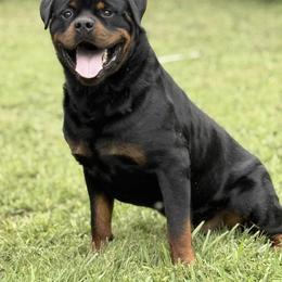 Tico - Black and mahogany male Rottweiler puppy in Hermitage, Tennessee from Morris Rottweilers