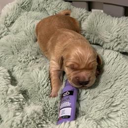 Purple - Golden female Golden Retriever puppy in Lake City, Minnesota from Windcliff Goldens
