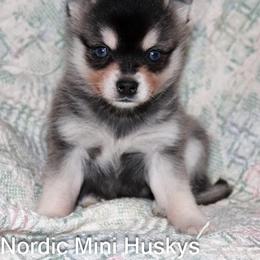Girl 1 - Black and white female Alaskan Klee Kai puppy in Klamath Falls, Oregon from Nordic Mini Huskys