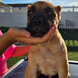 COLA - Fawn male Cane Corso puppy in St. Augustine, Florida from RG2 Cane Corsos