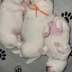 American Eskimo Dog Puppies from SkyFlyer Eskies