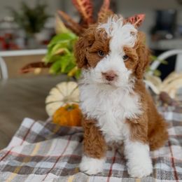 Buddy - Red  male Goldendoodle puppy in St George, Utah from Doodle Bears of Southern Utah