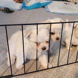 Maltese Puppies from My Precious pups