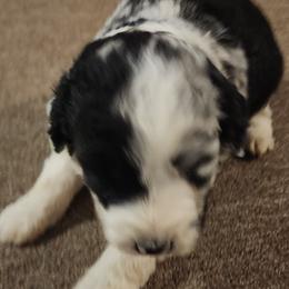 Spur - Blue merle male Aussiedoodle puppy in Mount Clare, West Virginia from Pineview Farms Australian Shepherds