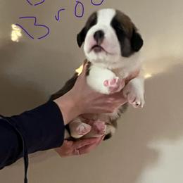 Boy dark brown collar - Red and white male Saint Bernard puppy in New Sharon, Maine from Kimball Pond  Saint Bernards