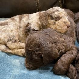 Aussiedoodle Puppies from White River Doodles
