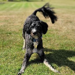 Dukie - Bernedoodle