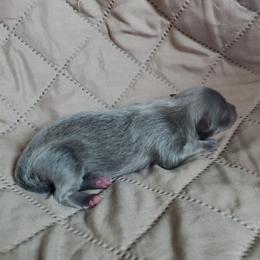 Olivia - Lavender female Pomeranian puppy in Bellevue, Iowa from Fluffy Wonders Poms and Doodles