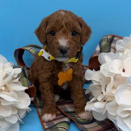 Blitz- Yellow Collar - Red  male Goldendoodle puppy in Cape Coral, Florida from Nay Nays Mini Doodles
