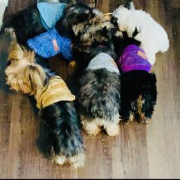 Yorkshire Terrier Puppies from Missy Lu Lap Puppies