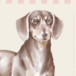Dachshunds and Great Danes from CarolinaDachshunds