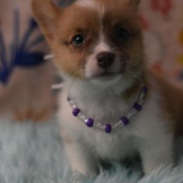 American Corgi, Cane Corso, Pembroke Welsh Corgi, and Rhodesian Ridgeback Puppies from Diamondcres Inc