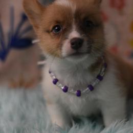 American Corgi, Cane Corso, Pembroke Welsh Corgi, and Rhodesian Ridgeback Puppies from Diamondcres Inc