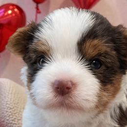 Yorkshire Terriers from Bryan Ottesen