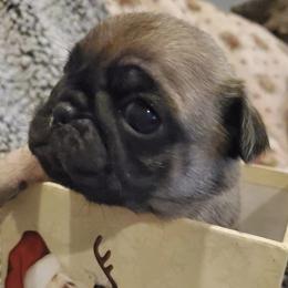 Goldendoodles and Pugs from Adorablecritters/ Dare to Doodle