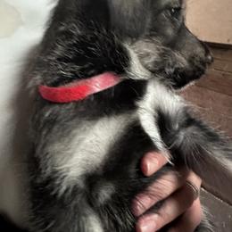 Companion Cross and Working Dog Cross Puppies from Amazing Standard Schnauzers