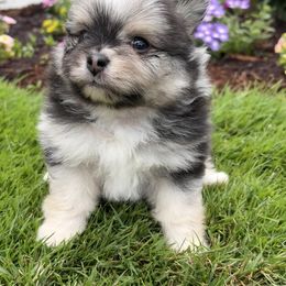 Tyson - Blue merle male Pomeranian puppy in Salem, Oregon from Royal Pomeranians