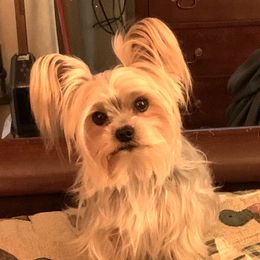 Jammer - Yorkshire Terrier
