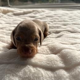 Miles - Fawn (isabella) and tan male Dachshund puppy in San Diego, California from Enchantables