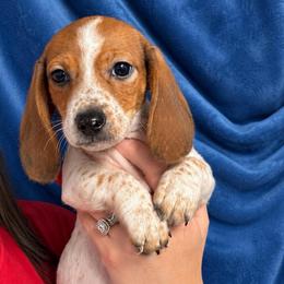 BOY 1 CKC - Piebald male Dachshund puppy in Nacogdoches, Texas from S7 Dachsunds