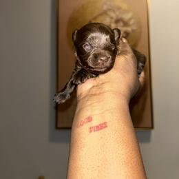 Amex - Chocolate and tan female Yorkshire Terrier puppy in Lynwood, Illinois from SaintNicksWay