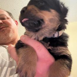 Gray boy - Black and mahogany male Rottweiler puppy in Colorado Springs, Colorado from Von Locher Rotties