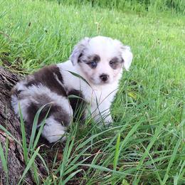 Pop - Blue merle female Miniature Australian Shepherd puppy in Sw, Wisconsin from Driftless Australian Shepherds