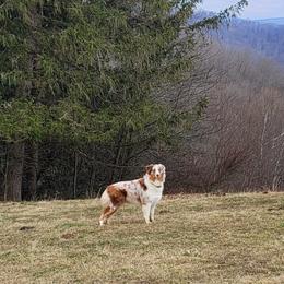 Australian Shepherds from Haddix Farms