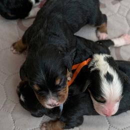 Girl 7 - Black and white female Bernedoodle puppy in Travelers Rest, South Carolina from Bernedoodle.do