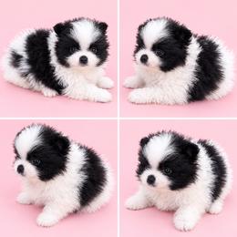 Strawberry - Black parti female Pomeranian puppy in Middlefield, Ohio from Twice The Love Pomeranians