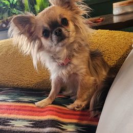 Freya - Chihuahua