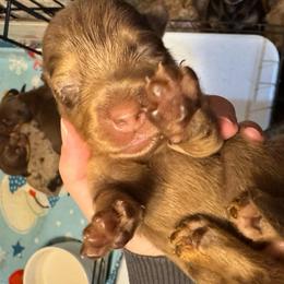 Sage - Dapple female Dachshund puppy in Staley, North Carolina from Langley Farms Dachshunds