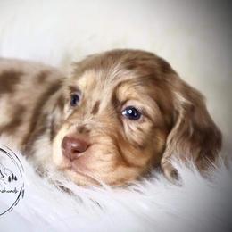 Dachshund Puppies from Bald Mountain Dachshunds