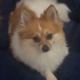 Cookie - Pomeranian