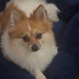 Cookie - Pomeranian