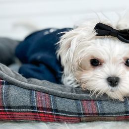 Carter - Maltese puppy in Tampa, Florida from Petite Pawz