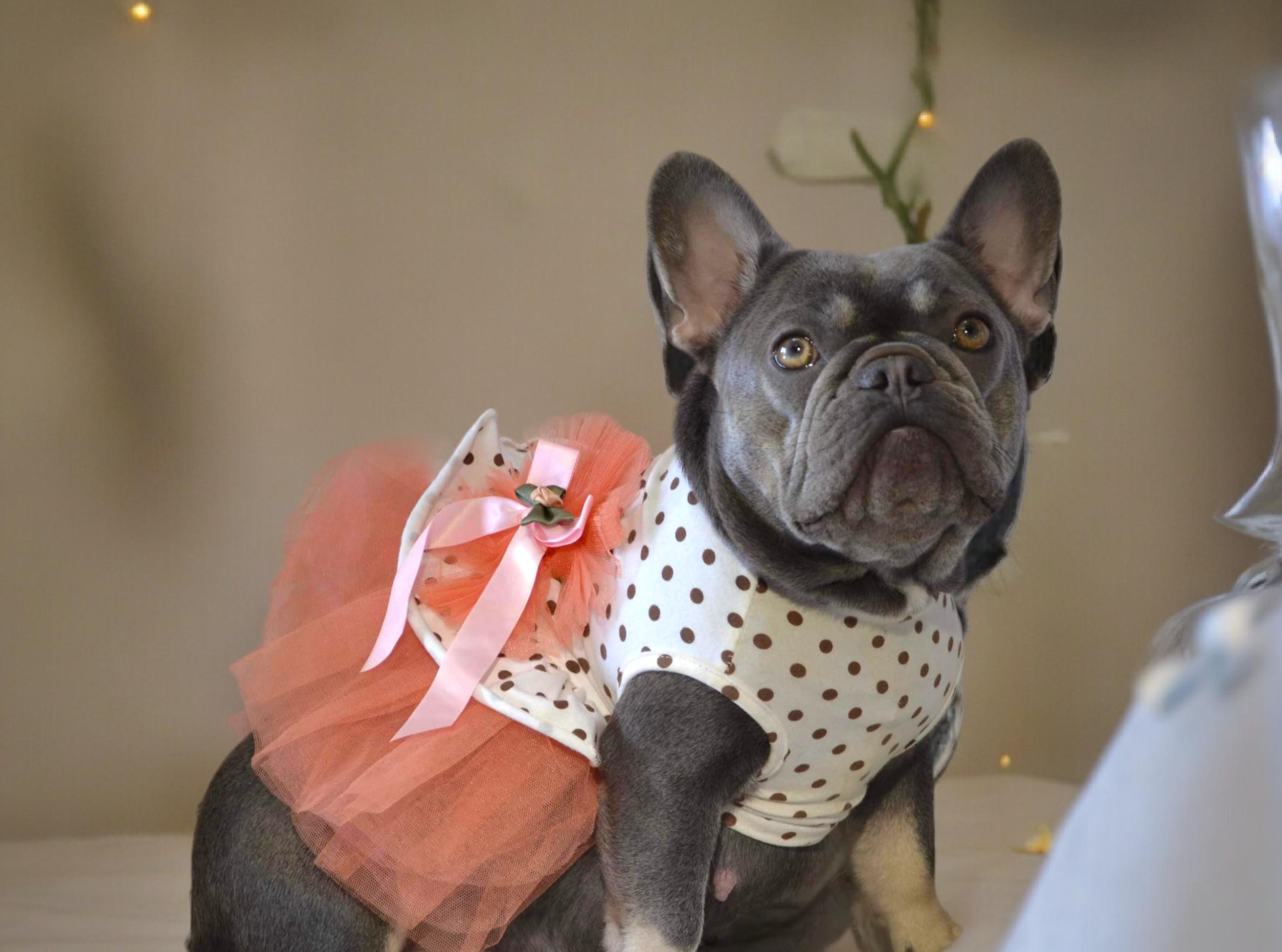 Petal