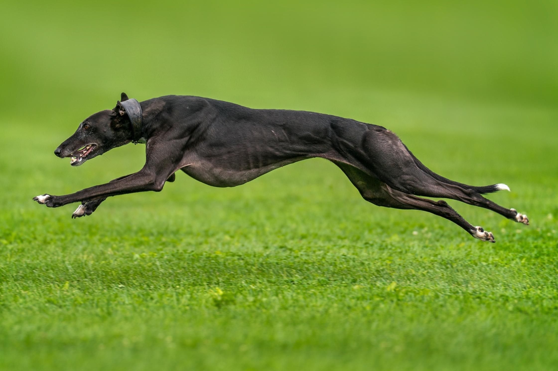 Greyhound store dog price