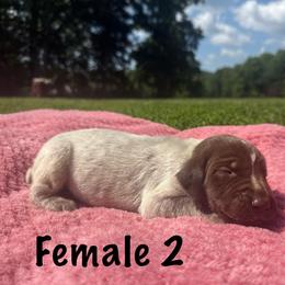 Goldie - Liver roan female German Shorthaired Pointer puppy in Axton, Virginia from Red Clay Kennels